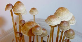 Can Psilocybin Mushrooms Cure PTSD, and Even Grow Brain Cells?