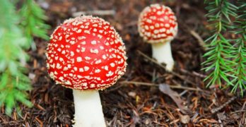 Hallucinogenic Drugs Don’t Harm Mental Health, May Actually Improve It, According to Study