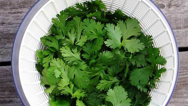 Cilantro Chelation Fukushima
