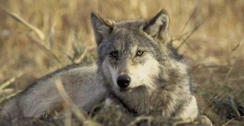 The Fight to Keep Grey Wolves Alive, and Protect Them From Sanctioned Killing