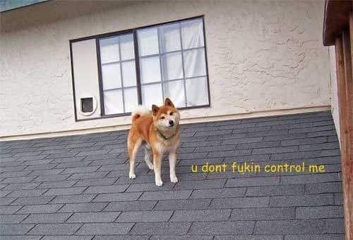 NLP Mind Control Shiba NLP Mind Control Shiba