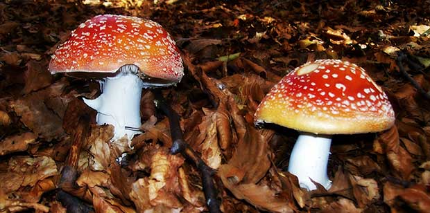 Amanita Muscaria
