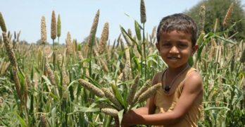This Grain Could End World Hunger and Malnutrition