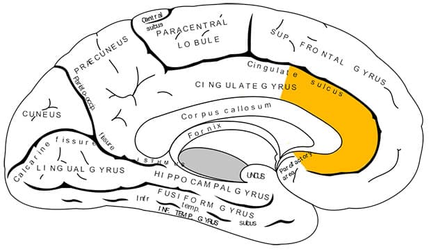 Gray727_anterior_cingulate_cortex