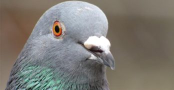 Behold the Quantum Pigeonhole Principle, Destroyer of the Universe