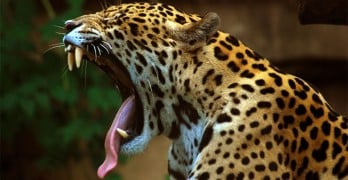 WATCH: Jaguar Chews on Ayahuasca Vine, Blasts Off Into Psychedelic Hyperspace
