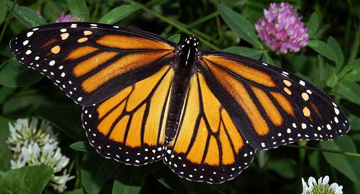 Monarch Butterfly Monsanto