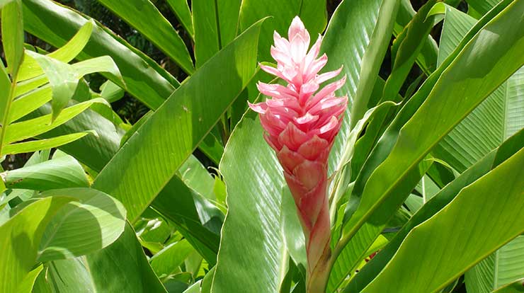 Pink Ginger