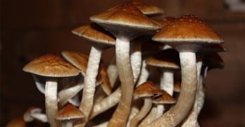 Meditation and Magic Mushrooms Do the Same Thing to Your Brain