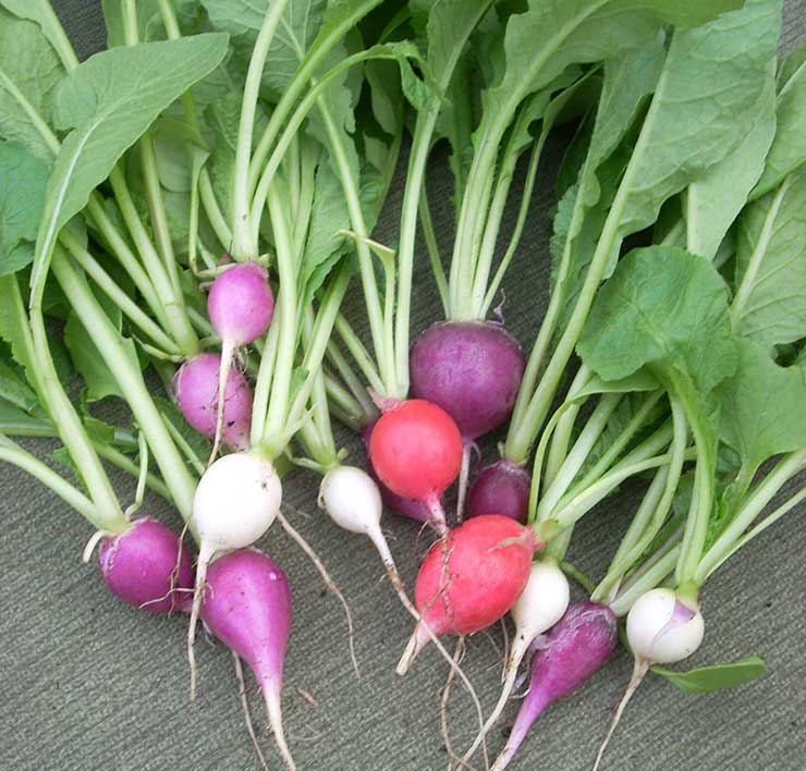 Radishes