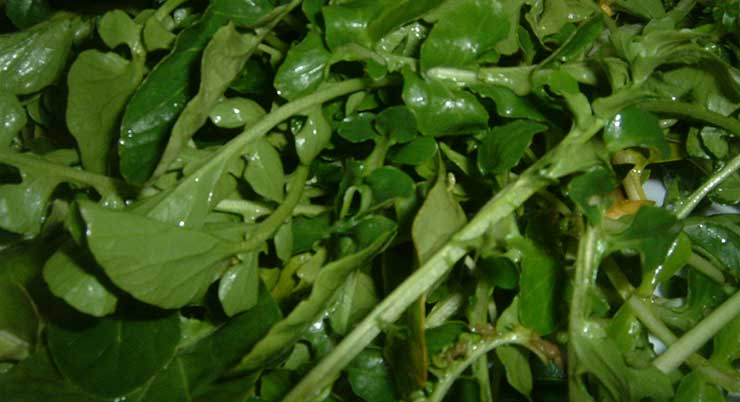 Watercress