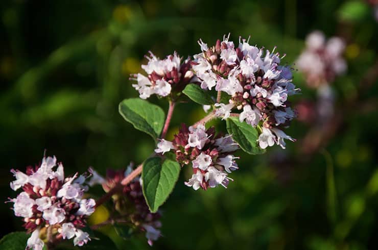 Wild Mediterranean Oregano
